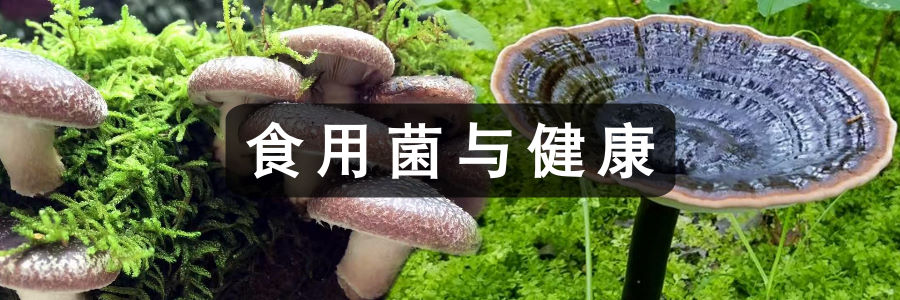 食用菌与健康